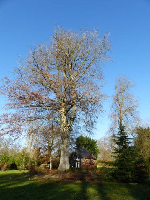 Appartement Édouard André dans château XIX ème Bracquetuit Esterno foto